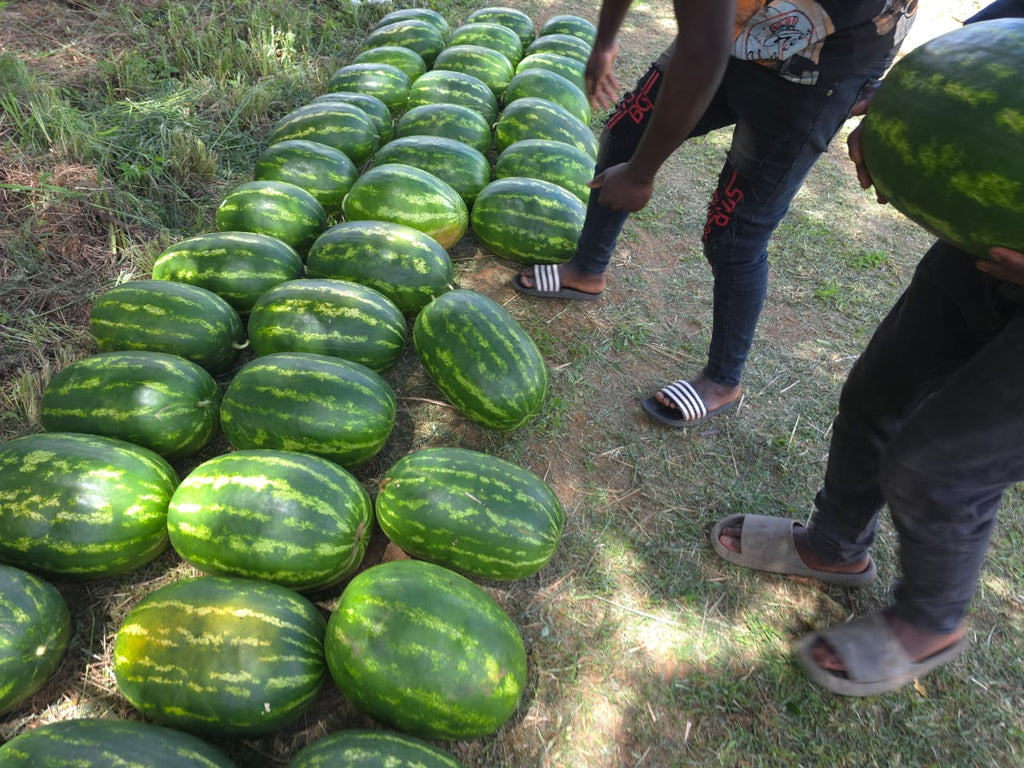 WATERMELON