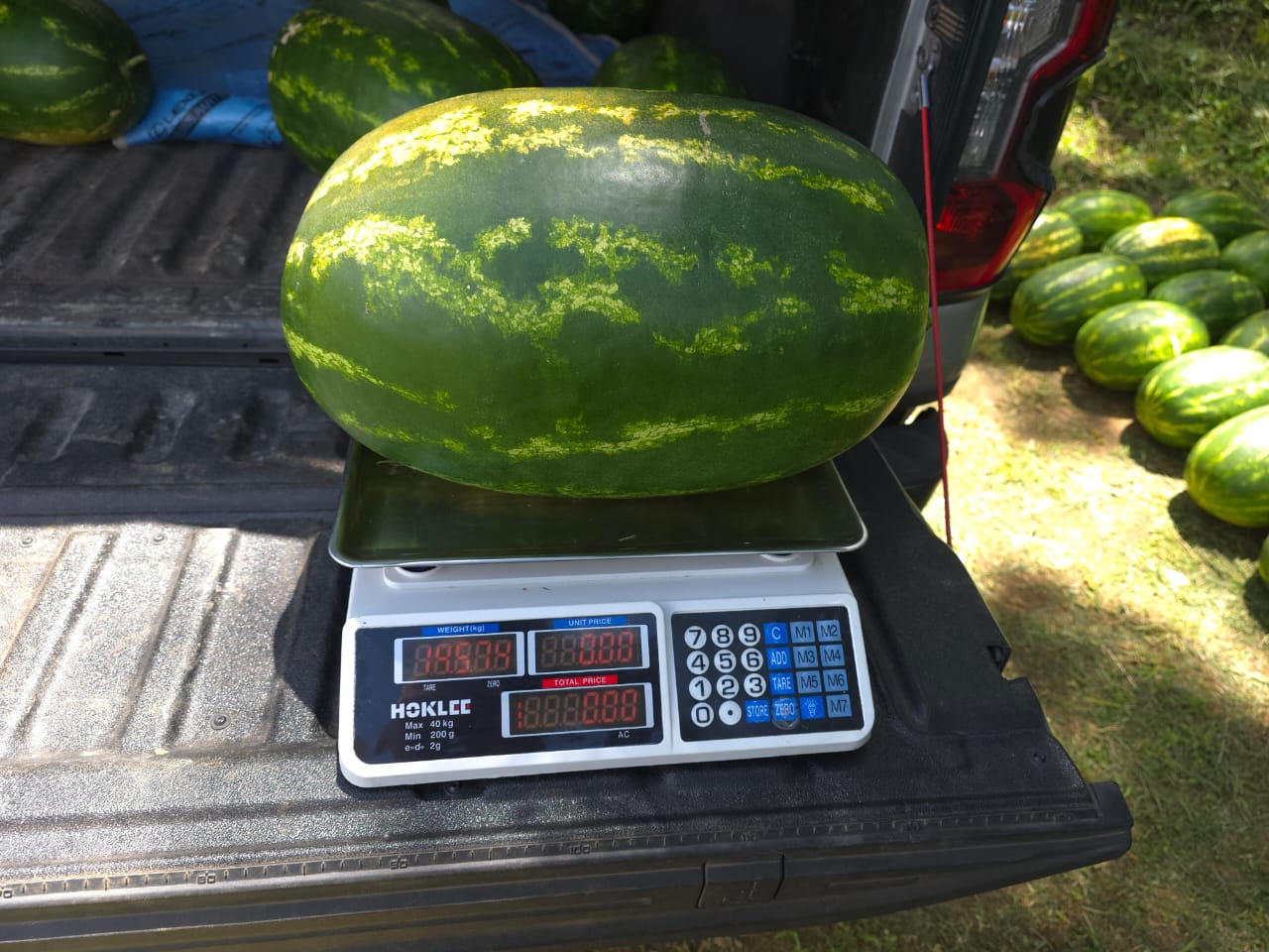 WATERMELON