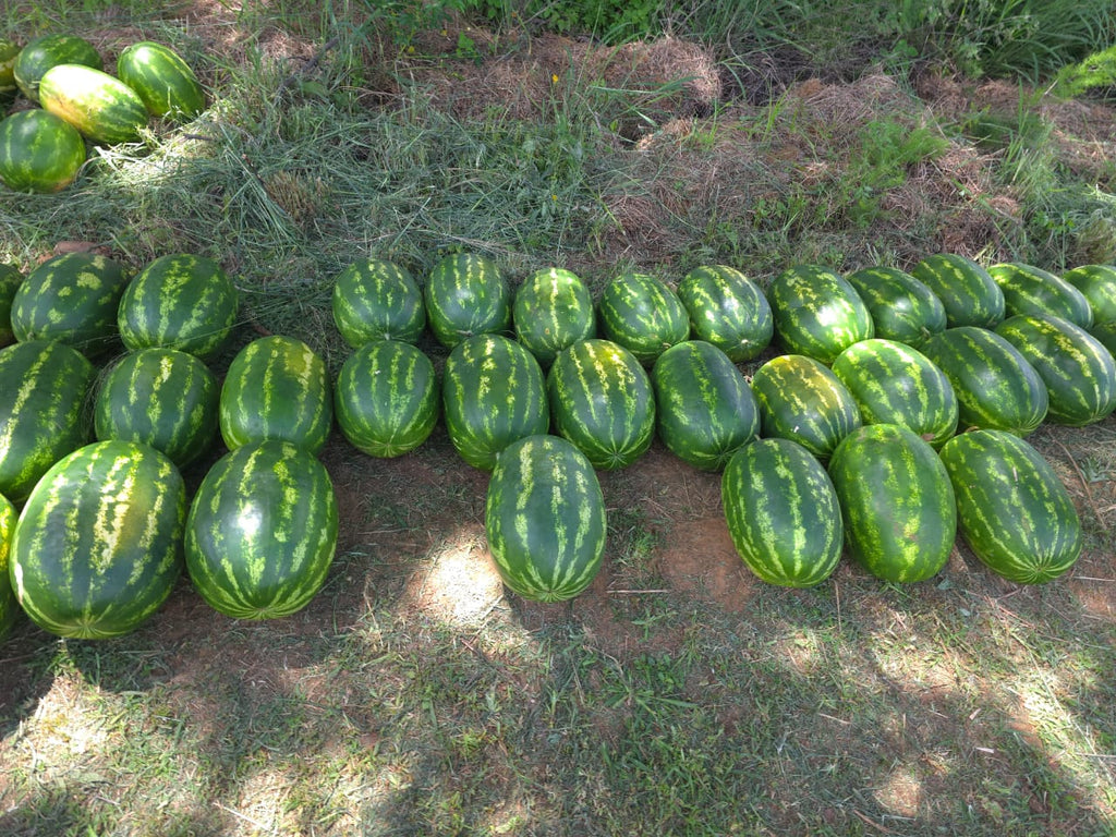 WATERMELON
